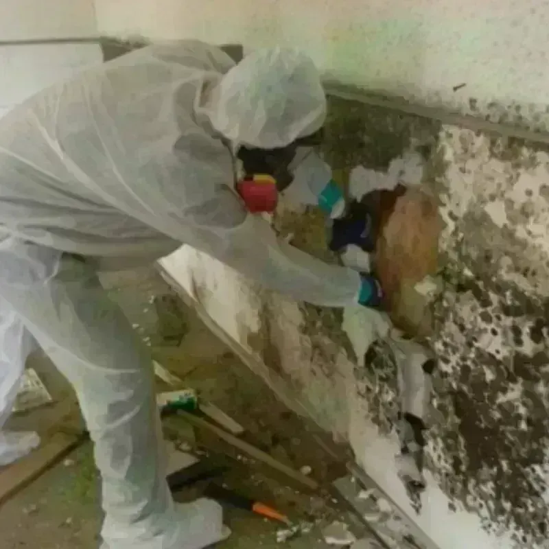 Mold Remediation and Removal in Hazlehurst, MS